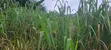Farm Land for Sale in Aburi (1.5 Acres) - 2