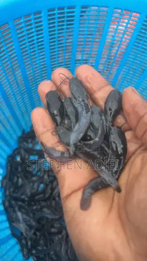Catfish Fingerlings and Juveniles