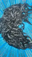 Catfish Fingerlings and Juveniles - 2