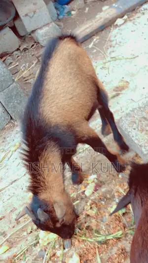 Matured Male Goat for Sale