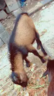 Matured Male Goat for Sale - 1