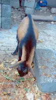 Matured Male Goat for Sale - 2