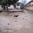 4 Bedroom House for Sale in Upper Denkyira East - 3