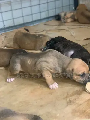 Male Mixed Breed Boerboel Puppy (1-3 Months)