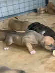 Male Mixed Breed Boerboel Puppy (1-3 Months) - 1