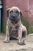 Male Mixed Breed Boerboel Puppy (1-3 Months) - 2