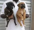 Male Mixed Breed Boerboel Puppy (1-3 Months) - 3