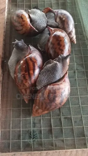 Jumbo Snails (Large Size)