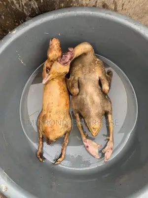 Duck Meat - 2kg