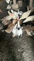 Duck Meat - 2kg - 2