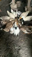 Duck Meat - 2kg - 3