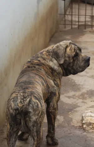 Purebred Boerboel Male - 1+ Year Old