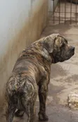 Purebred Boerboel Male - 1+ Year Old - 1
