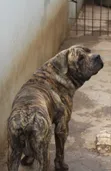 Purebred Boerboel Male - 1+ Year Old - 2