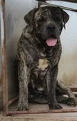 Purebred Boerboel Male - 1+ Year Old - 3
