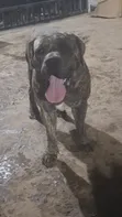 Purebred Boerboel Male - 1+ Year Old - 4