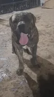 Purebred Boerboel Male - 1+ Year Old - 5