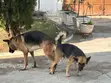 German Shepherd Stud Service Available - 1