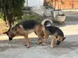 German Shepherd Stud Service Available - 2