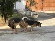German Shepherd Stud Service Available - 3