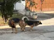 German Shepherd Stud Service Available - 4