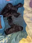 German Shepherd Stud Service Available - 5