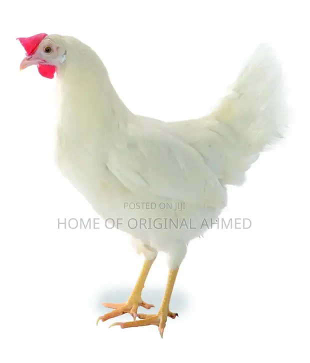 Lohmann Day-Old Layer Chicks - 1