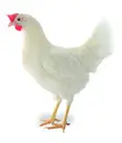 Lohmann Day-Old Layer Chicks - 1