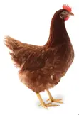 Lohmann Day-Old Layer Chicks - 2