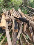 Wood for Charcoal or Firewood - 2