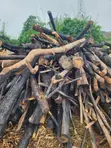 Wood for Charcoal or Firewood - 3