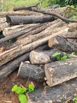 Wood for Charcoal or Firewood - 4
