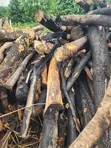 Wood for Charcoal or Firewood - 5