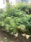 Garden and Landscaping Services - 2
