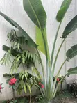 Garden and Landscaping Services - 3