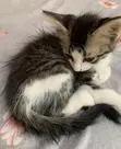 Male Mixed Breed Mongrel Kitten, 1-3 Months - 1