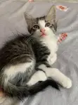 Male Mixed Breed Mongrel Kitten, 1-3 Months - 2