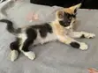Male Mixed Breed Mongrel Kitten, 1-3 Months - 3