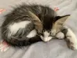 Male Mixed Breed Mongrel Kitten, 1-3 Months - 4