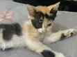 Male Mixed Breed Mongrel Kitten, 1-3 Months - 5
