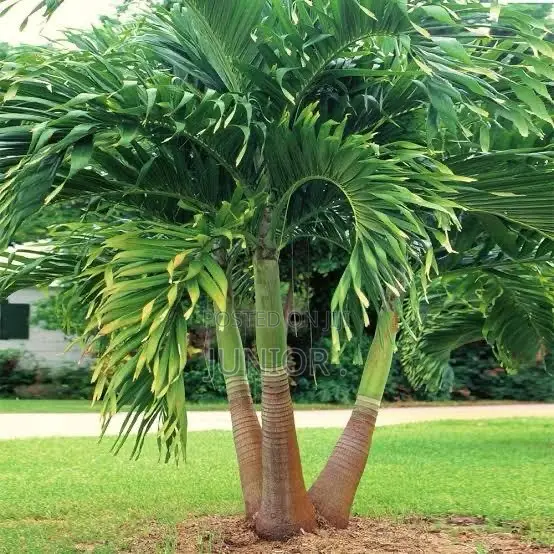 Christmas Palm Seedlings - 1