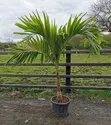 Christmas Palm Seedlings - 2