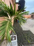 Christmas Palm Seedlings - 3