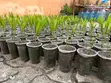 Christmas Palm Seedlings - 4