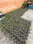 Christmas Palm Seedlings - 5