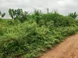Roadside Plot for Sale, Temakwataa, Sunyani - 3