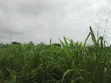 Roadside Plot for Sale, Temakwataa, Sunyani - 4