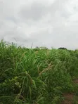 Roadside Plot for Sale, Temakwataa, Sunyani - 5