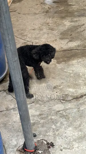 Purebred Miniature Poodle, 6 Months Old