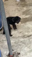 Purebred Miniature Poodle, 6 Months Old - 1